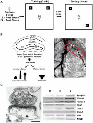 Hippocampal Memory Recovery After Acute Stress: A Behavioral, Morphological and Molecular Study